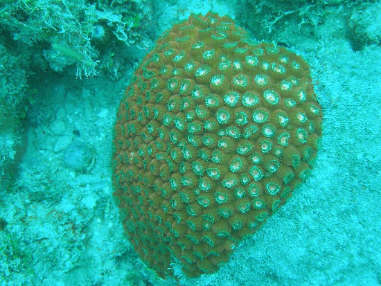  Montastraea cavernosa (Star Bolder Coral, Great Star Coral)